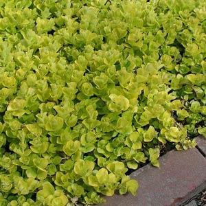 Lysimachia nummularia Aurea - Garden