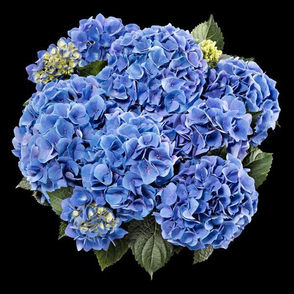 Sarena Blue Hydrangea macrophylla - Bloom