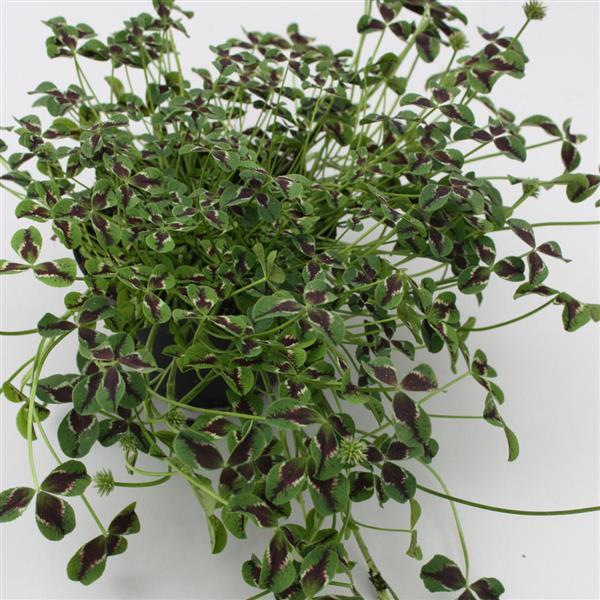 Limerick™ Jessica Trifolium