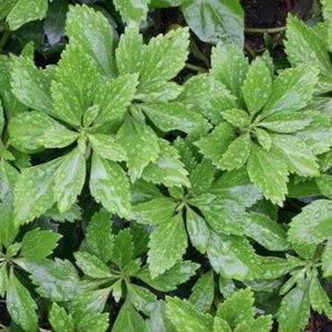 Pachysandra Green Carpet - Bloom
