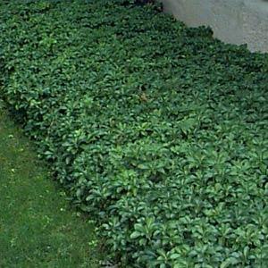 Pachysandra Green Carpet - Landscape