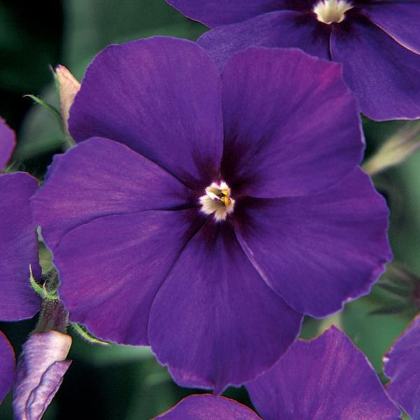21st Century Blue Phlox - Bloom