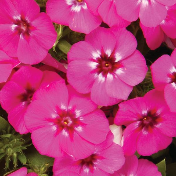 21st Century Pink Phlox - Bloom