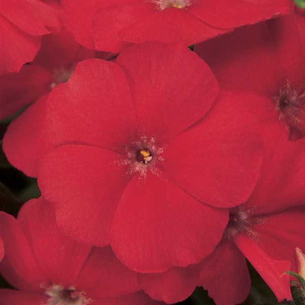 21st Century Scarlet Phlox - Bloom