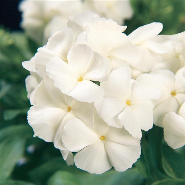 21st Century White Phlox - Bloom