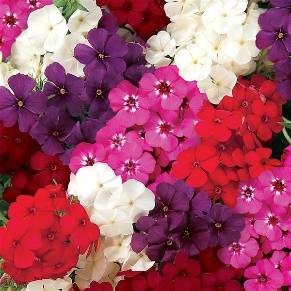 21st Century Mixture Phlox - Bloom
