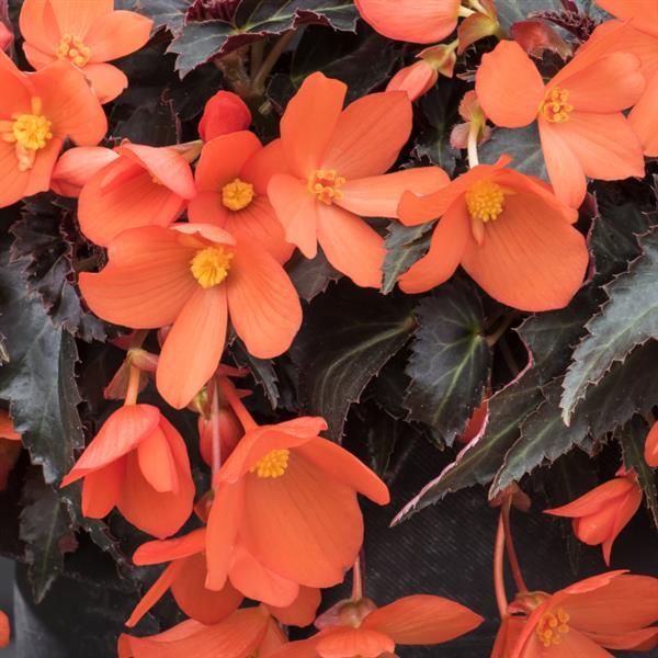 Rivulet® Orange Begonia Boliviensis - Bloom