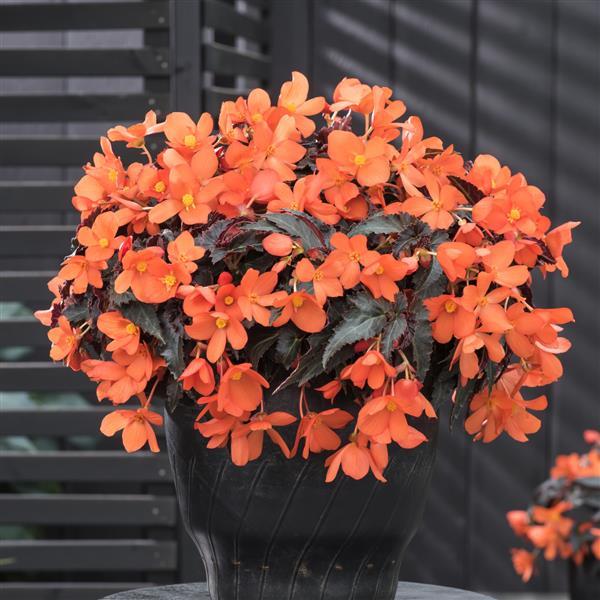 Rivulet® Orange Begonia Boliviensis - Container
