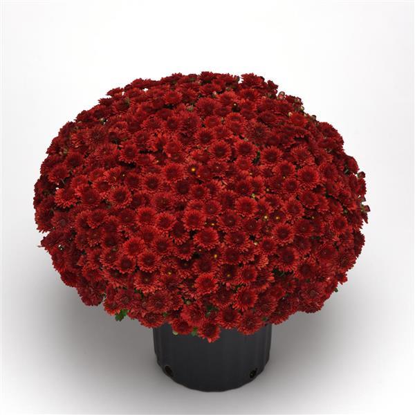 Eternal Red Garden Mum