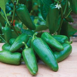 Big Guy Pepper - Bloom