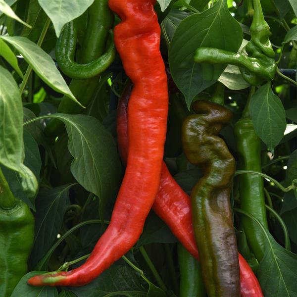 Ristra Cayenne II Pepper - Bloom