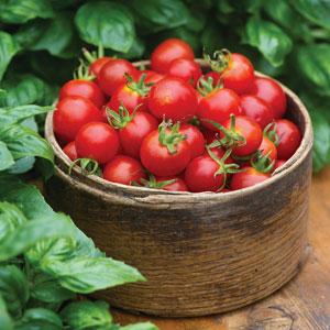 Baby Boomer Tomato - Bloom