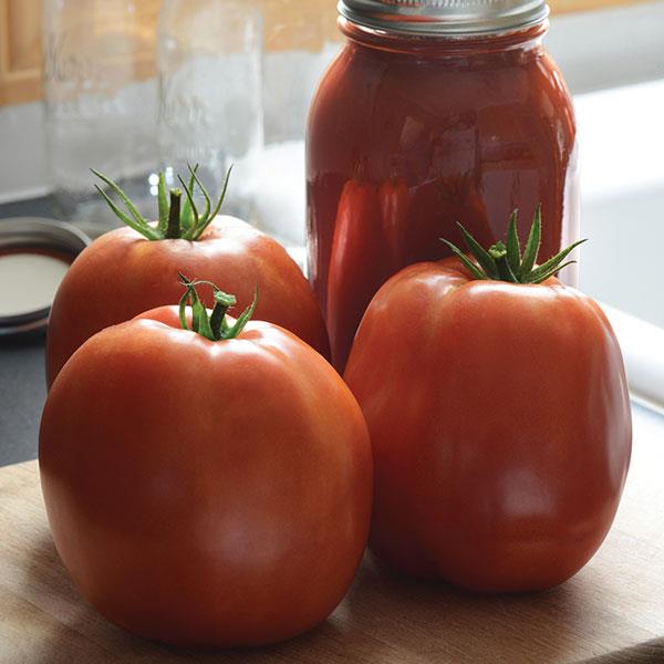 SuperSauce Tomato - Bloom