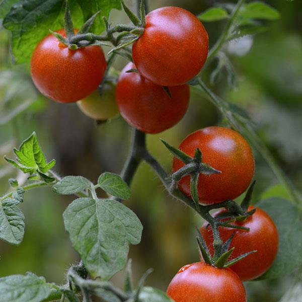 Sweetheart of the Patio Tomato - Bloom