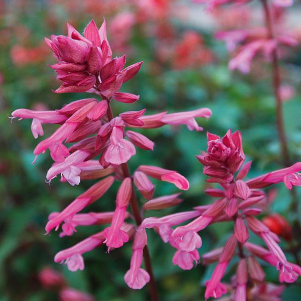 Skyscraper™ Pink Salvia - Bloom
