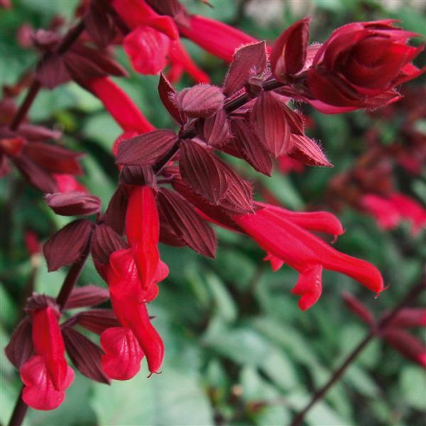 Skyscraper™ Dark Purple Salvia - Bloom
