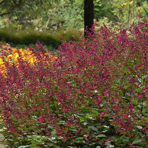 Skyscraper™ Dark Purple Salvia - Commercial Landscape 1