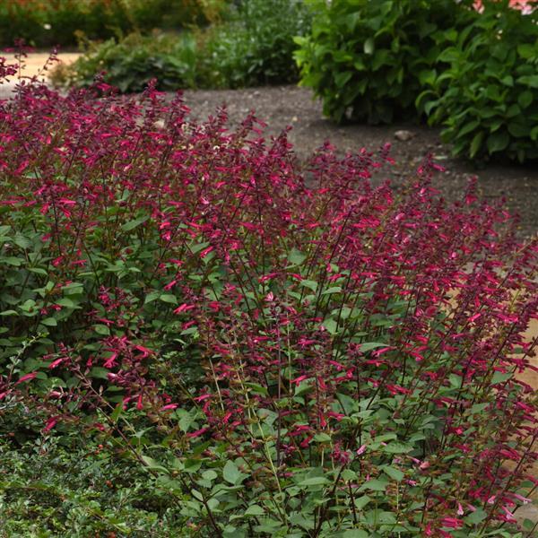 Skyscraper™ Dark Purple Salvia - Landscape