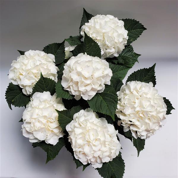 Hydrangea Ice Boy - Container