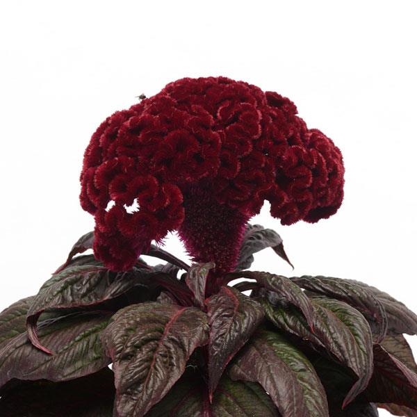 Dracula Celosia - Bloom