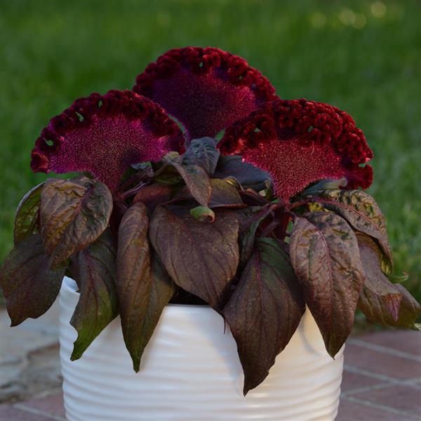 Dracula Celosia - Container