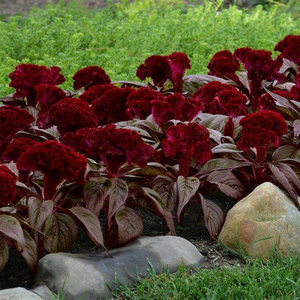 Dracula Celosia - Landscape