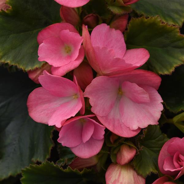 Betulia Candy Pink Begonia Vegetative - Bloom