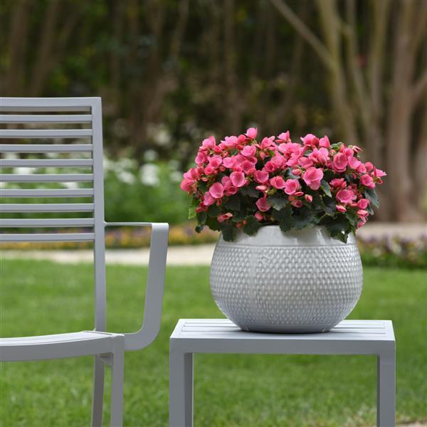 Betulia Candy Pink Begonia Vegetative - Garden