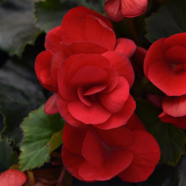 Betulia Red Begonia Vegetative - Bloom
