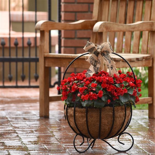 Betulia Red Begonia Vegetative - Garden