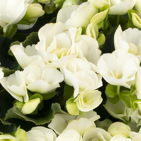 Betulia White Begonia Vegetative - Bloom