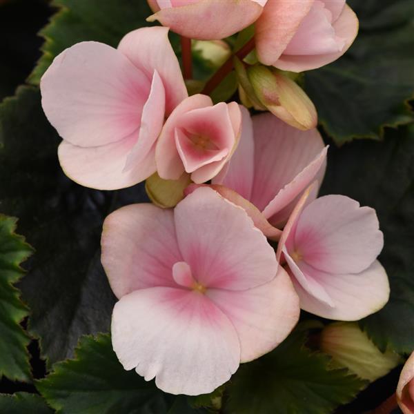 Betulia Light Pink Begonia Vegetative - Bloom