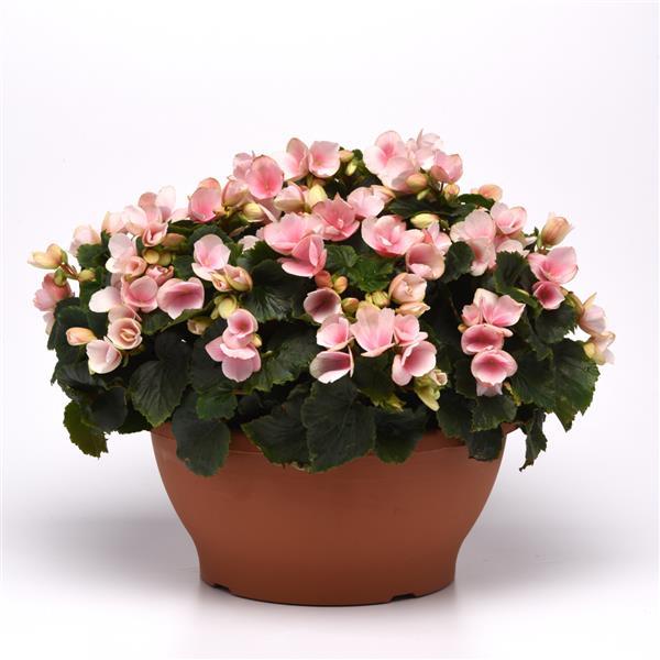 Betulia Light Pink Begonia Vegetative - Container