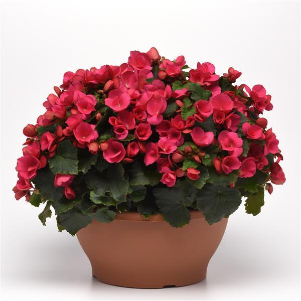 Betulia Bright Pink Begonia Vegetative - Container