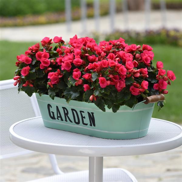 Betulia Bright Pink Begonia Vegetative - Garden