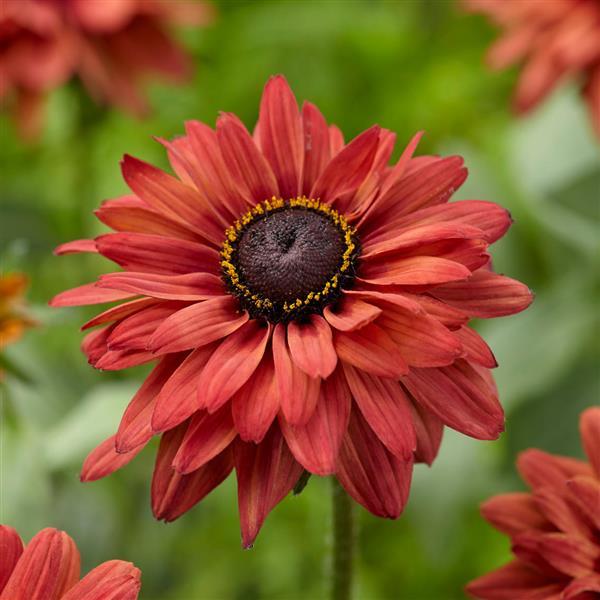 Rudbeckia August™ Flame - Bloom