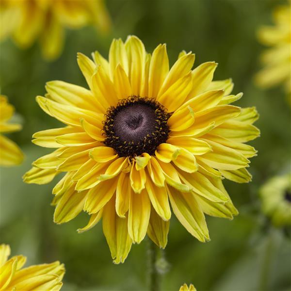 Rudbeckia August™ Glow - Bloom