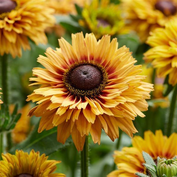 Rudbeckia August™ Sun - Bloom