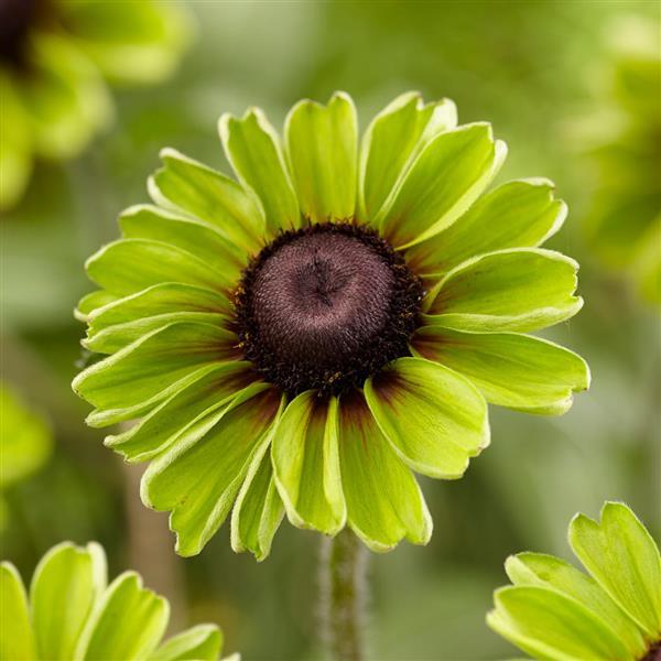 Rudbeckia August™ Forest - Bloom