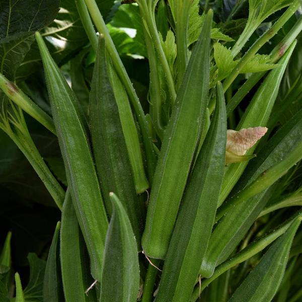 Baby Bubba Okra - Bloom
