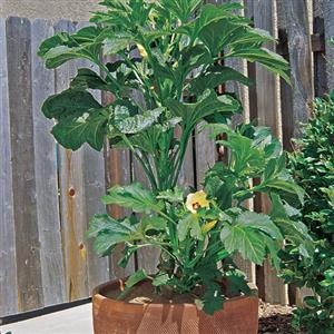 Baby Bubba Okra - Container