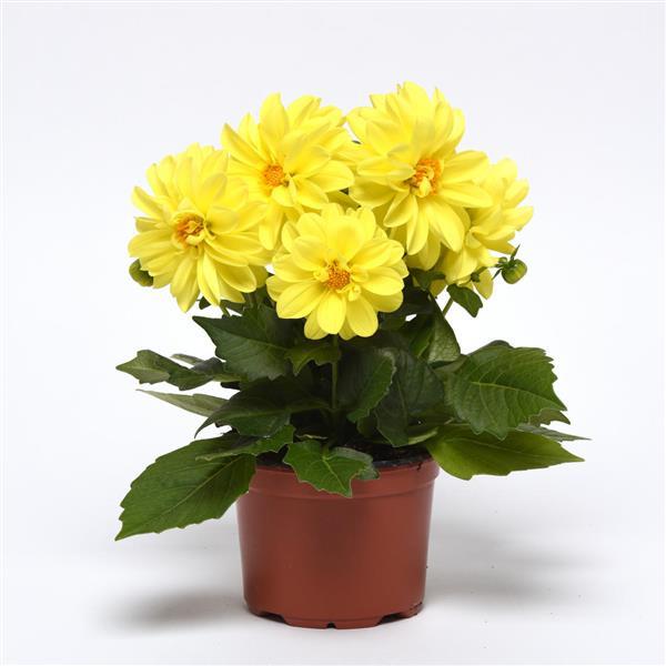 Figaro™ Yellow Shades Dahlia - Container