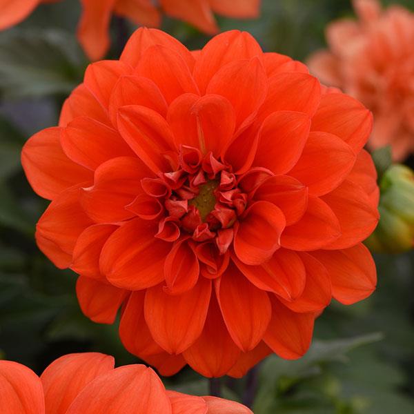 Figaro™ Orange Shades Dahlia - Bloom