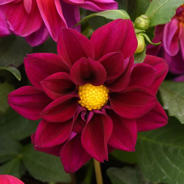 Figaro™ Violet Shades Dahlia - Bloom