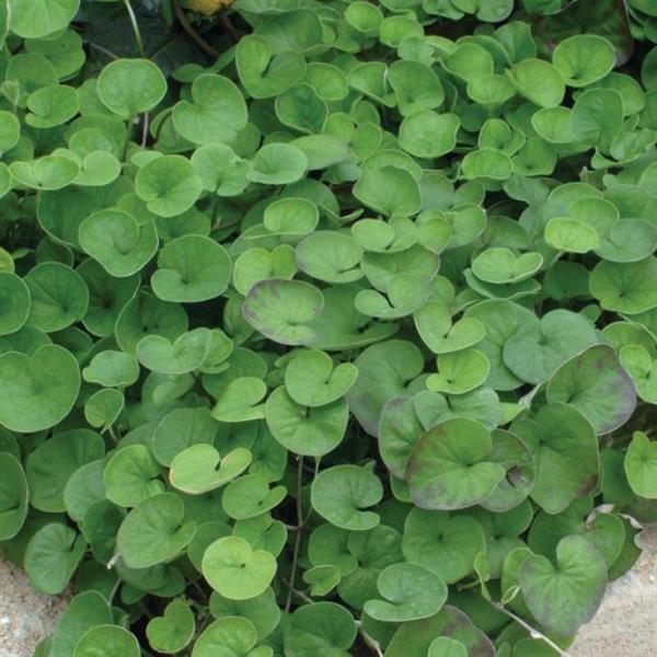 Emerald Falls Dichondra - Bloom