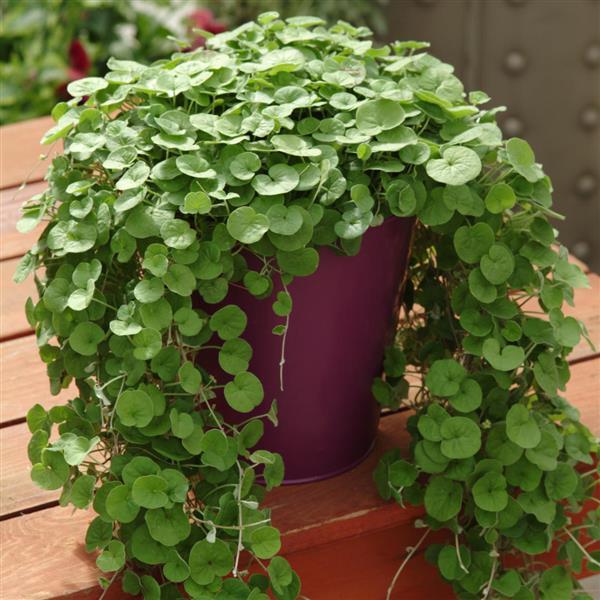 Emerald Falls Dichondra - Container