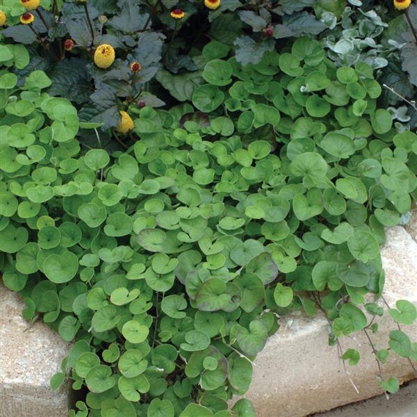 Emerald Falls Dichondra - Landscape