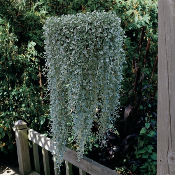 Silver Falls Dichondra - Basket