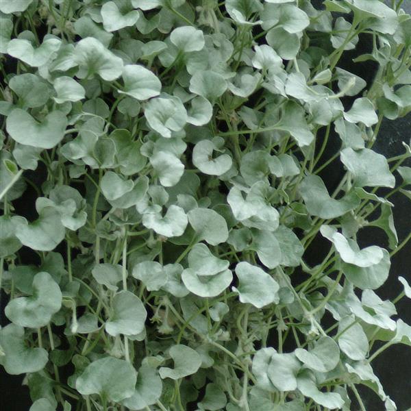 Silver Falls Dichondra - Bloom