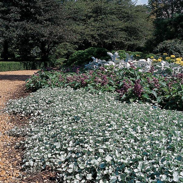 Silver Falls Dichondra - Commercial Landscape 1